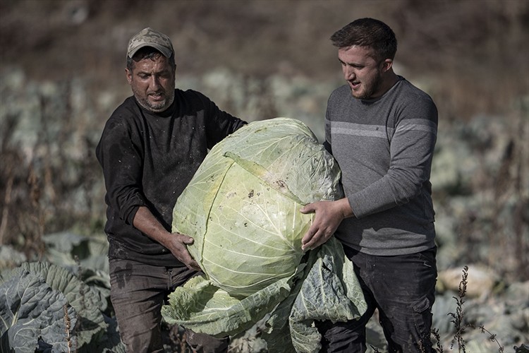 Ata tohumlarla üretilen lahanalar üreticinin yüzünü güldürdü