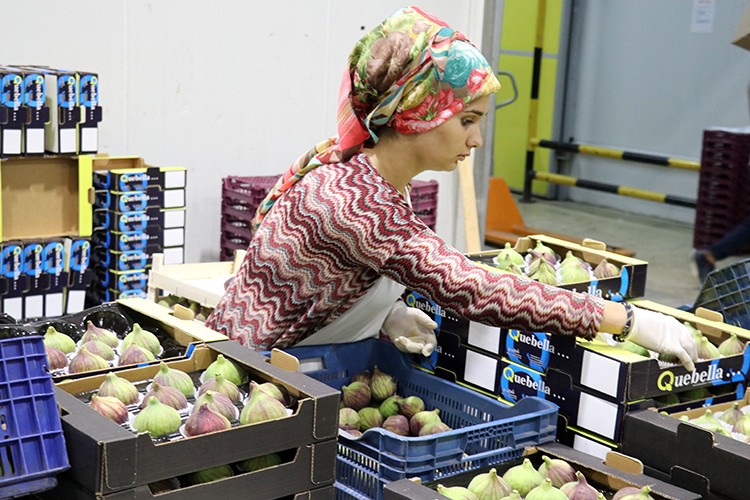 İncir Uzakdoğu'ya uçacak!..