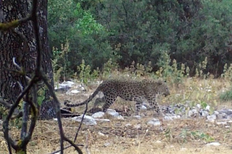Anadolu parsından aylar sonra ilk poz