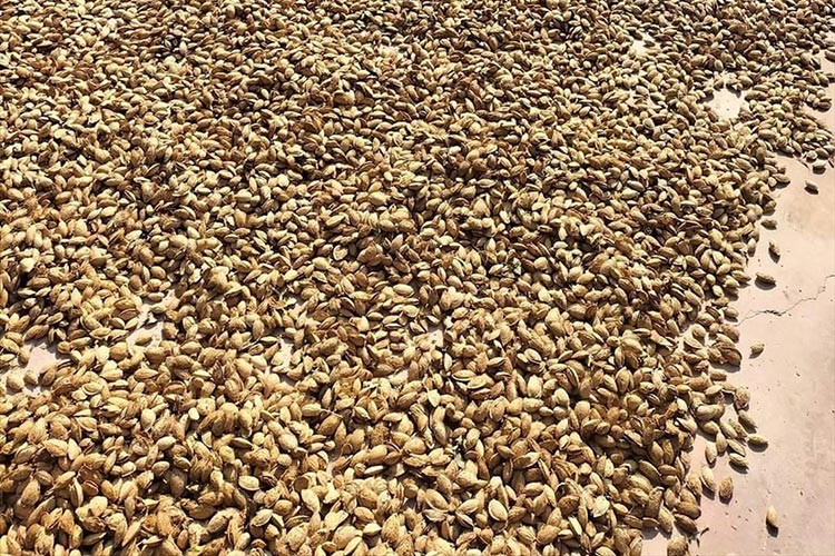 Çivril'de badem hasadına başlandı