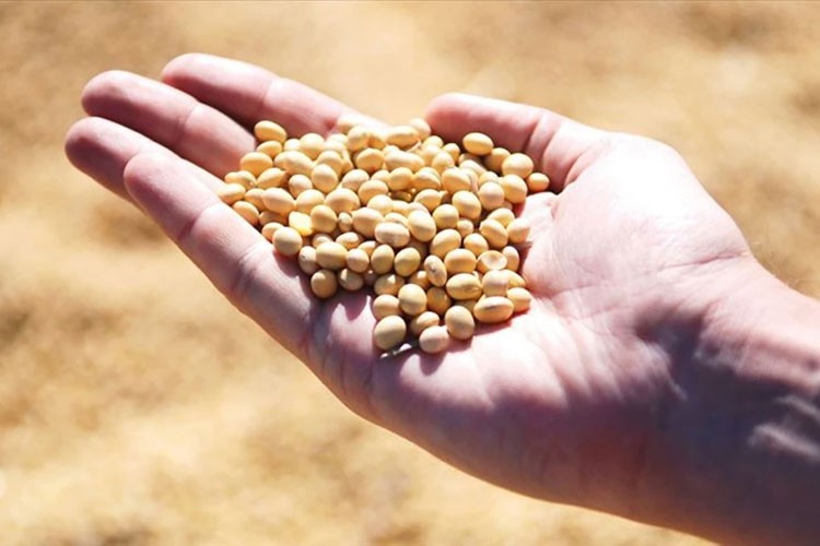 AB, genetiği değiştirilmiş soya fasulyesine onay verdi