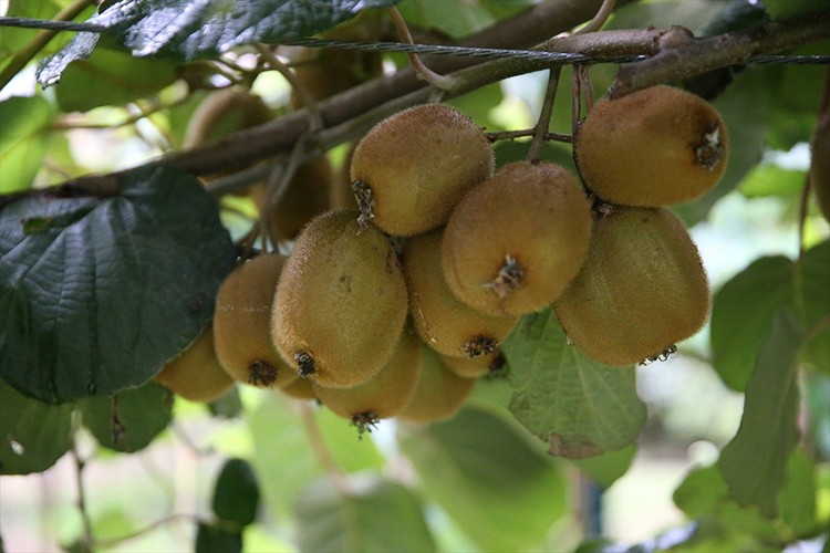 Tescilli Ordu kivisinin kilogram fiyatı belli oldu