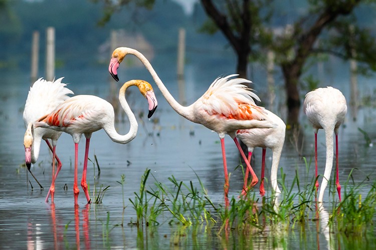 TEMA Vakfı: Biyolojik çeşitliliğin korunması için Planın Parçası Olun ve geleceği şekillendirin!