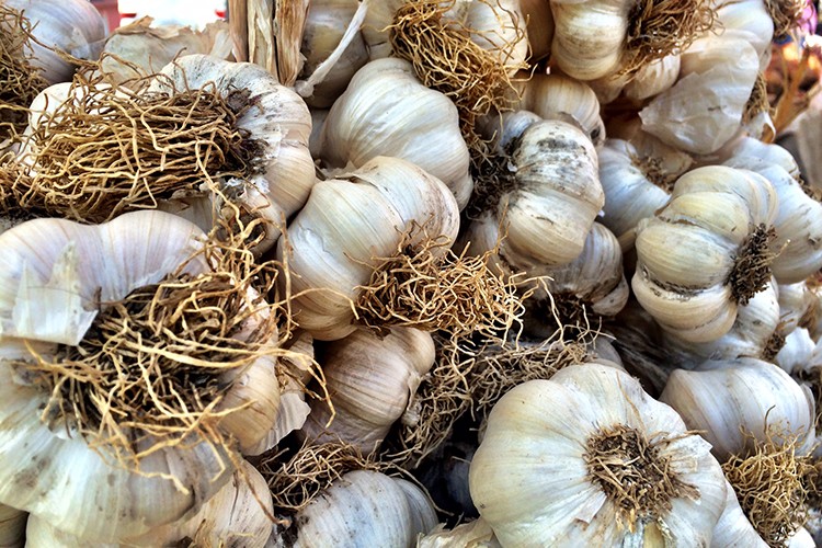 Zam şampiyonu sarmısak
