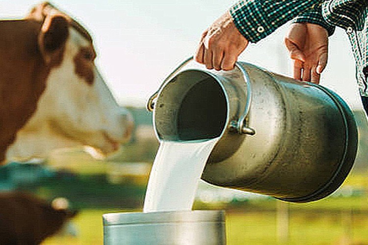 Toplanan inek sütü miktarı nisanda 981 bin 10 ton oldu