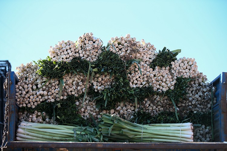 Türkiye'nin kışlık sebze üretim merkezi İzmir'de hasat yoğunluğu
