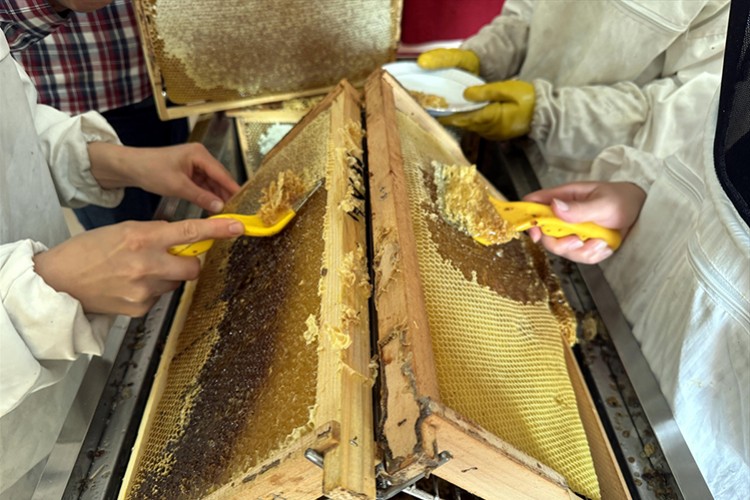 Ardahan çiçek balında 400 ton rekolte bekleniyor