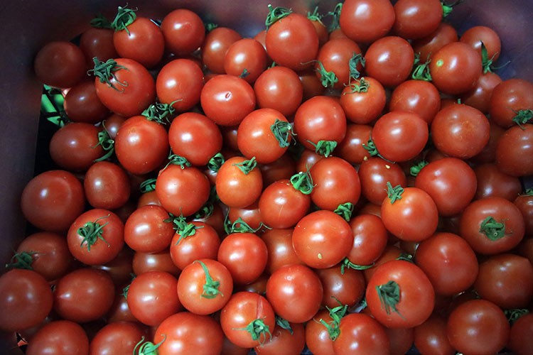 İhracatının şampiyonu kiraz ve domates oldu