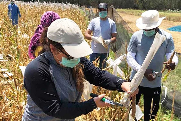 Covid 19'un tarım ve gıdaya etkisi