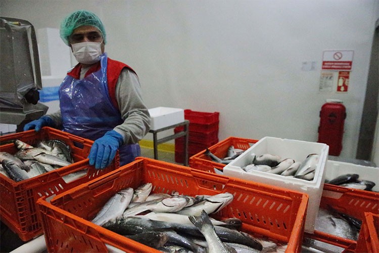 Muğla'dan 9 ayda 472 milyon dolarlık ihracat