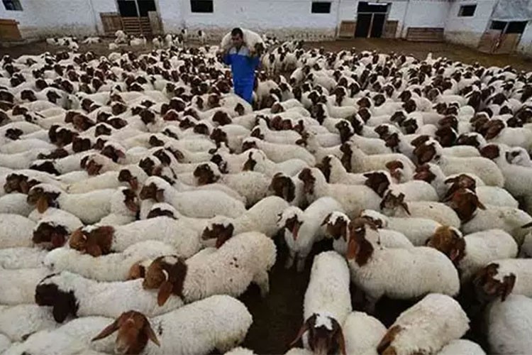 2024'te 60 bin ivesi cinsi kuzu doğdu