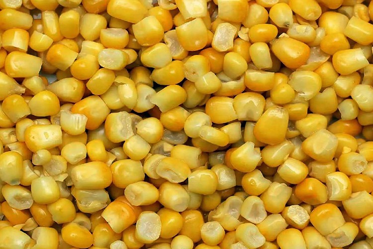 TİGEM 1400 ton dane mısır satacak