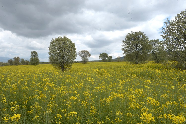 Biyodizel tarım revaçta