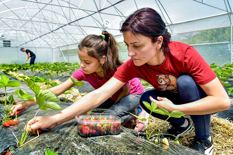 TİKA'nın serası ilk meyvesini verdi