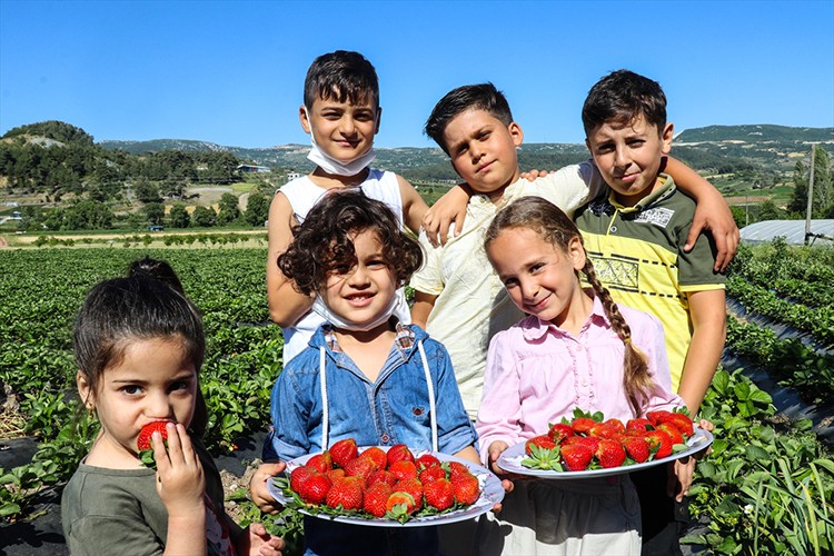 Yayladağı çileğinde hasat devam ediyor