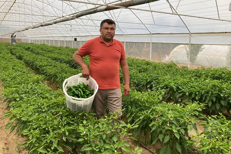 "Emcelli biberi"nde hasat başladı
