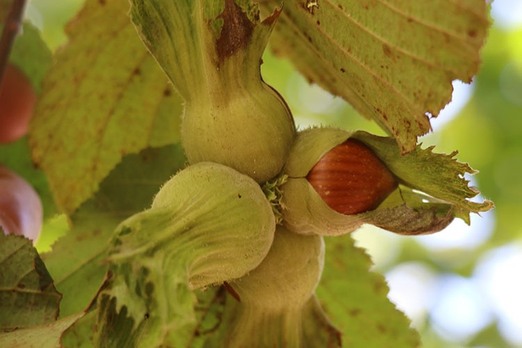 Karadeniz'de, tarım işçileri fındık hasadını bekliyor