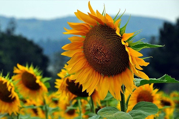 KARADENİZBİRLİK'in ayçiçeği ön alım fiyatı 12,70 lira