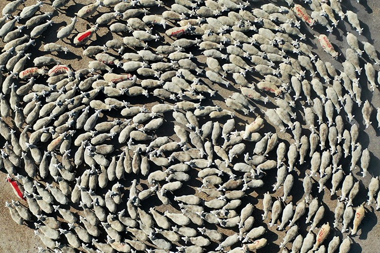 Gelecek yıl hedef 11 bin 500 kuzu