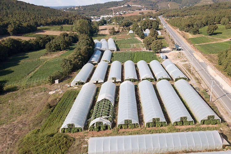 Gebze'deki seralar 2 bin kişiye ekmek kapısı oluyor