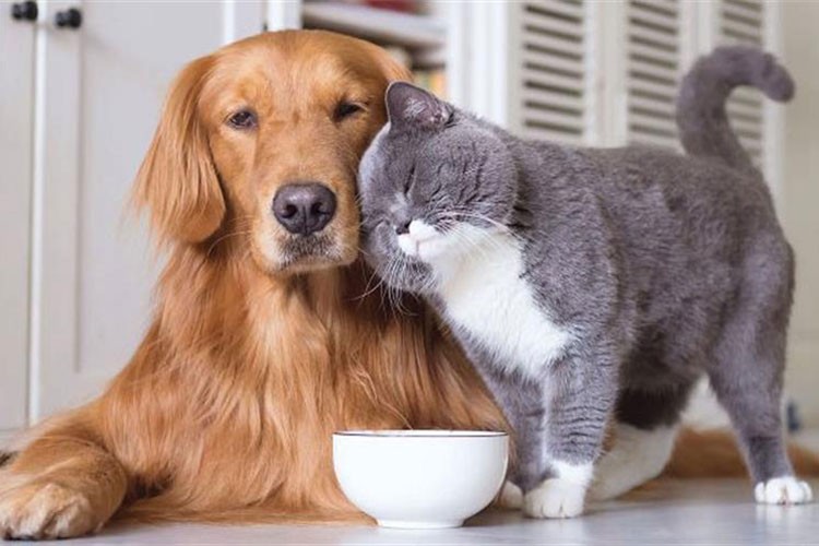 Amazon'dan evcil hayvan sahiplerine özel fırsatlar