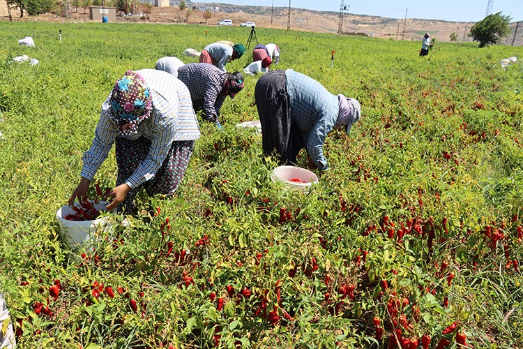 Kilis'in "biberci" köyünde "acı mesai" başladı
