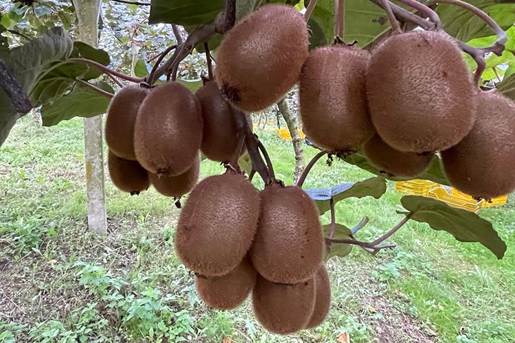 Ordu'da tescilli kivinin hasadına başlandı