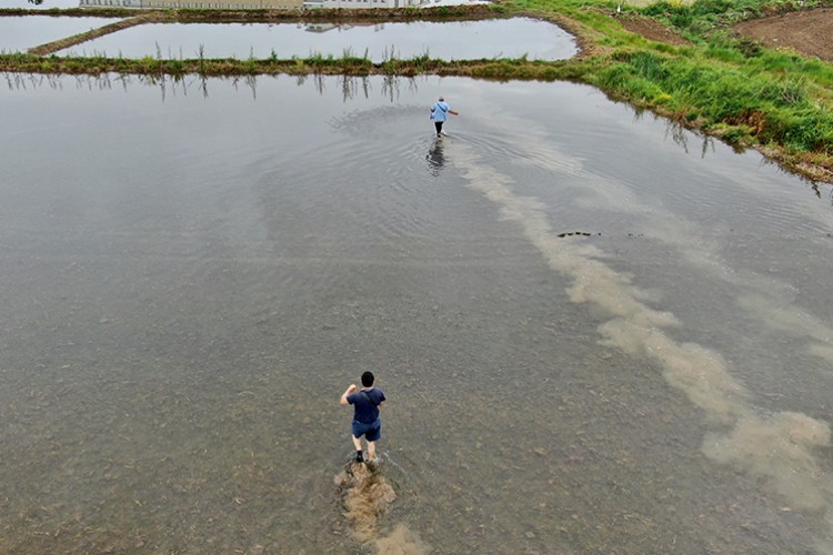 Konuralp pirincinin ekim alanı desteklerle genişliyor