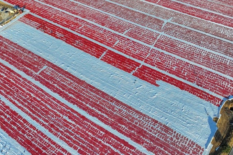 Haziran'daki yüksek sıcaklıklar domateste kurutma mesaisini erkene çekti