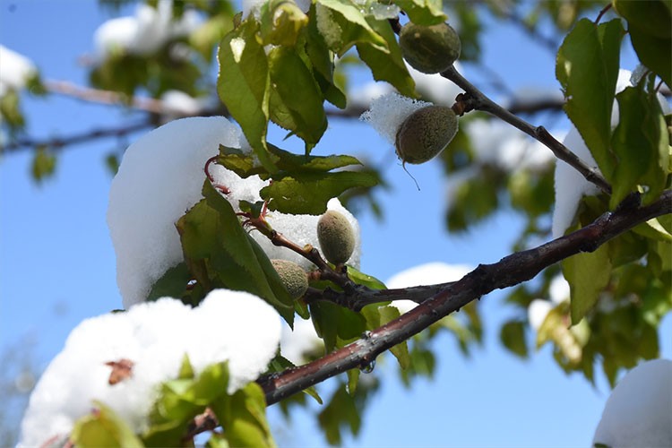 Malatya'da kayısı ağaçları zirai don nedeniyle zarar gördü