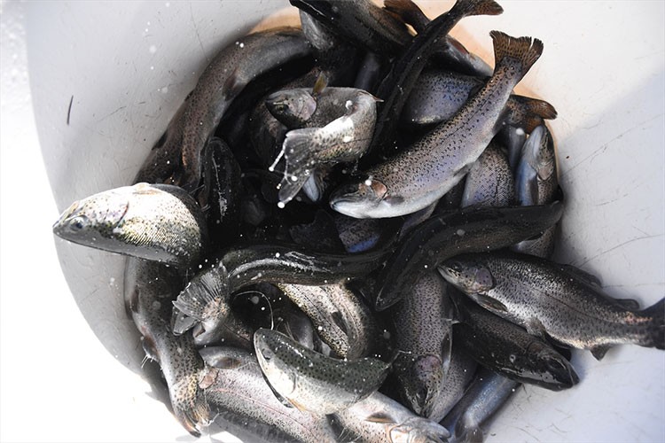 Köyden 10 Avrupa ülkesine alabalık ihracatı yapılıyor