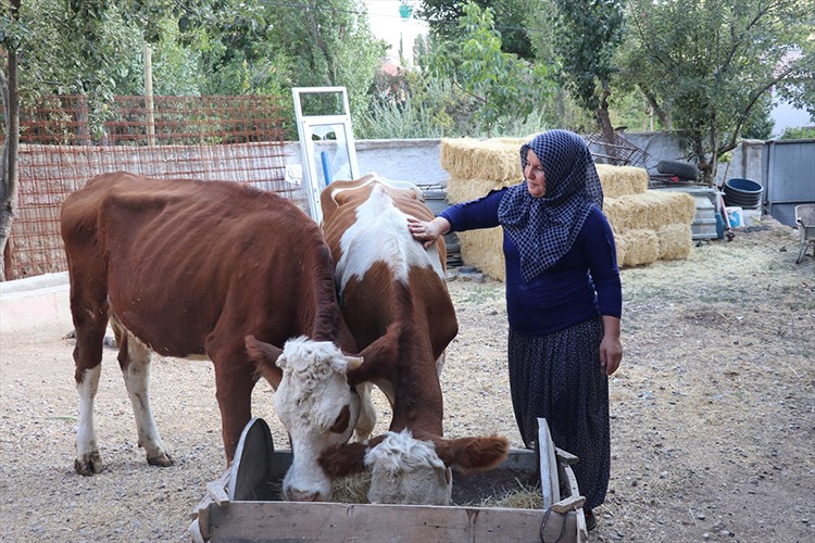 Yozgatlı kadın hibe destekle yeniden hayvancılığa başladı