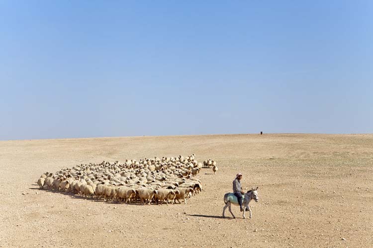 Çobanlık hizmeti alınacak