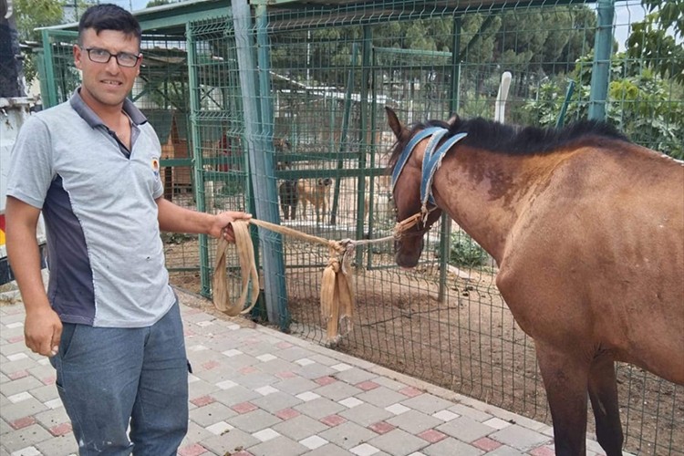 Adana'da otoyolda sahipsiz dolaşan at barınağa teslim edildi