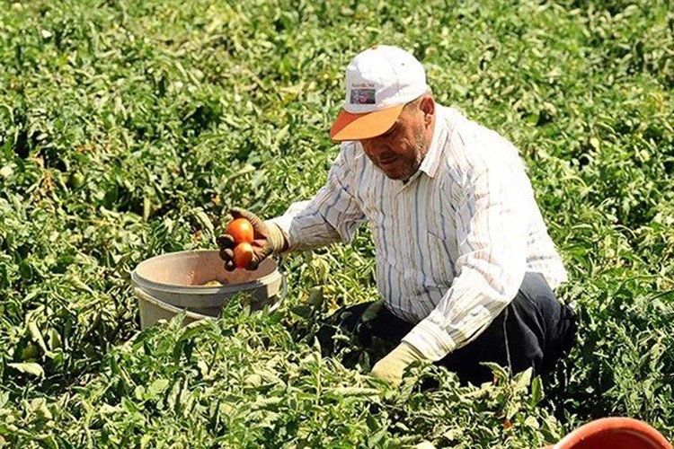 Yargıtay'dan yüz binlerce çiftçiyi emekli edecek tarihi karar
