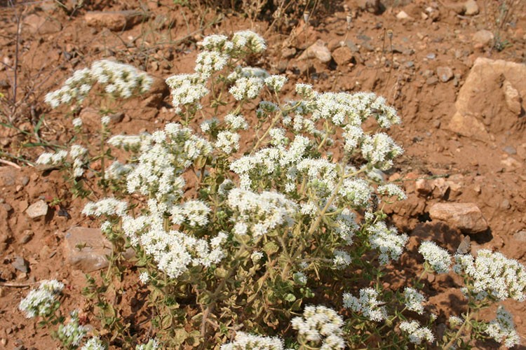 Mucize bitki kekikten ekonomiye 1 milyar TL katkı