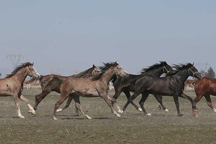TİGEM'in 2024 yılı safkan Arap tay satış tarihleri belirlendi