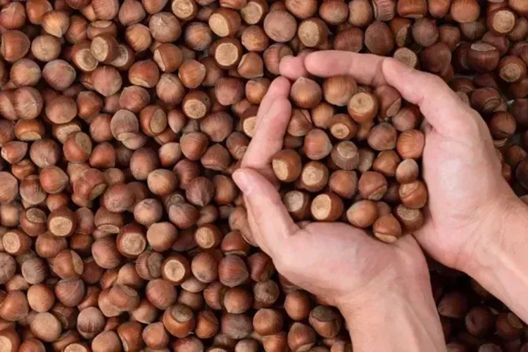 576 bin tonu aşkın fındık işlem gördü