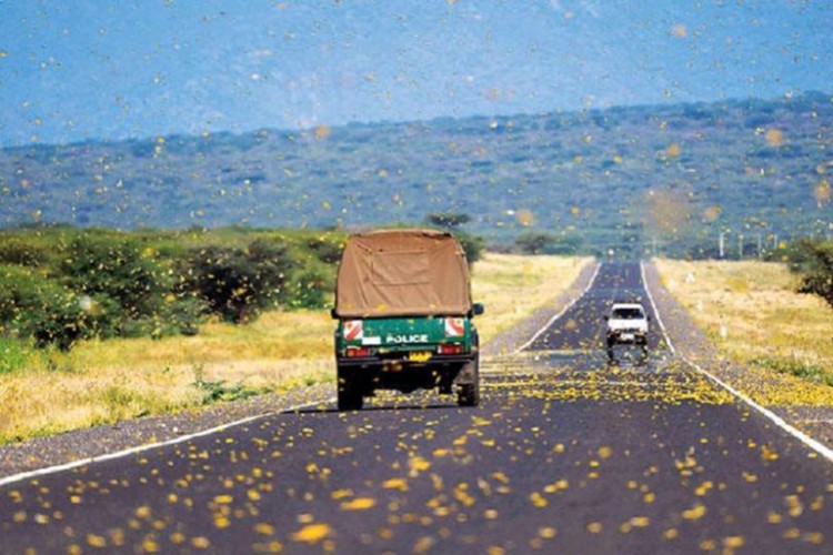 Çekirge istilası kapımızda