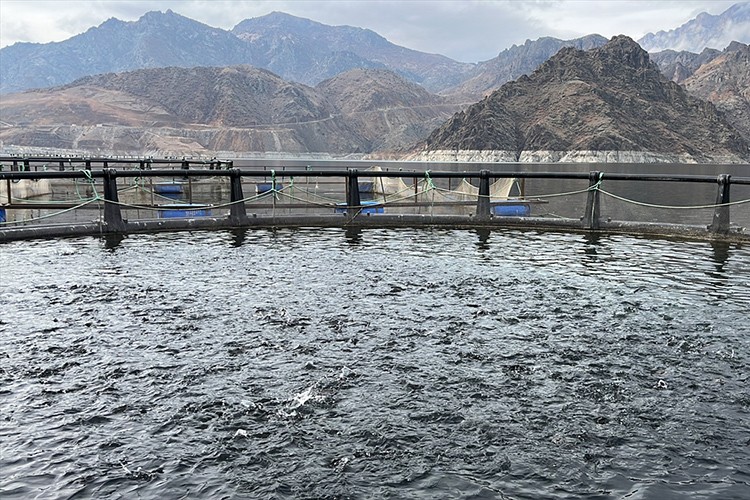 Erzurum'da üretilen 360 ton balığın çoğu ihraç ediliyor