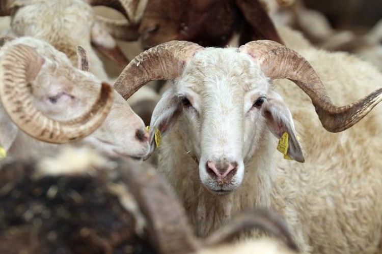 Türk Kızılay kurban vekalet bedellerini açıkladı