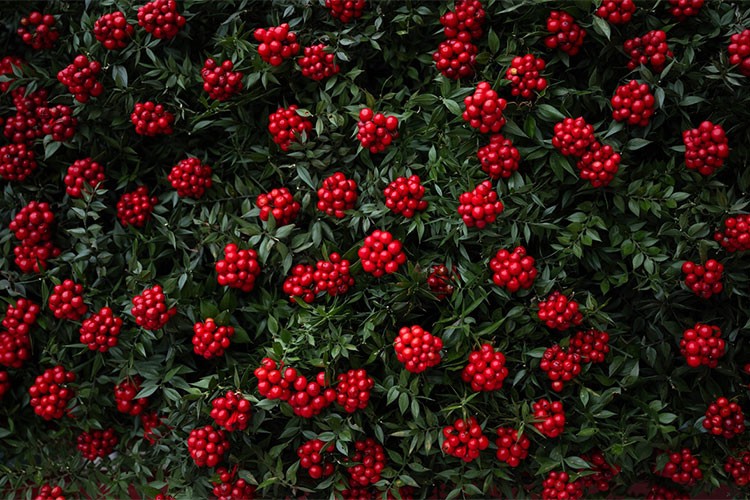 "Kokina çiçeği"nin demeti 300-350 liradan satılıyor