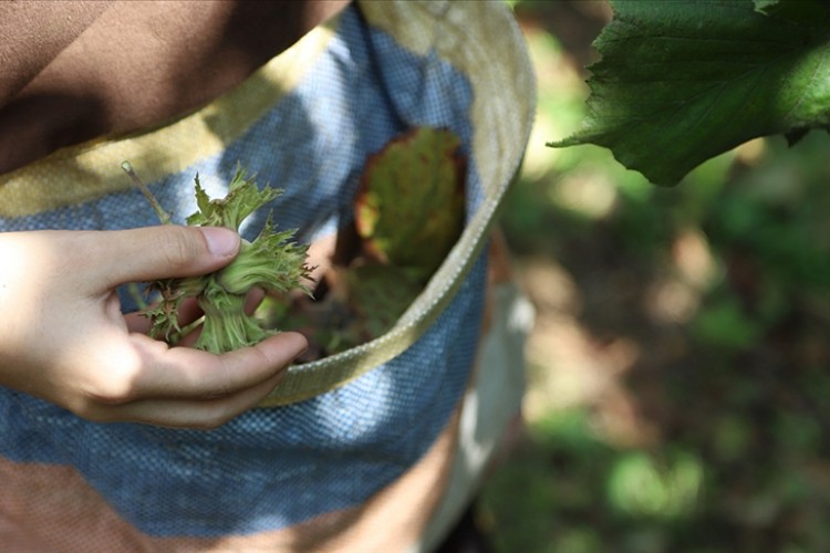 Fındık rekoltesinde bu yıl yüzde 14 artış bekleniyor