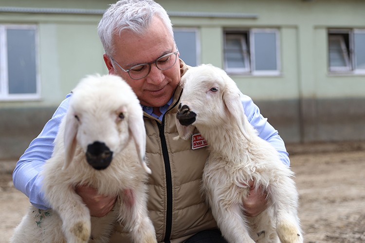 ivas'ta küçükbaş hayvan sayısı 1 milyonu geçti