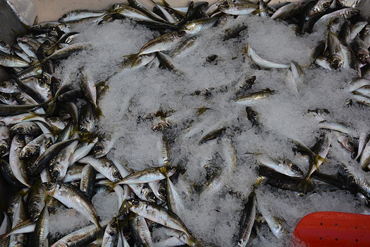 Az miktarda avlanan istavrit 40 TL'den satışta