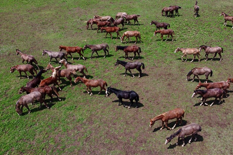 Şampiyon adayı taylar görücüye çıkmaya hazırlanıyor