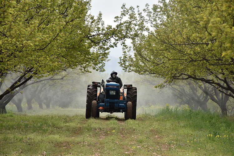 Malatya'da kayısı bahçeleri ilaçlanıyor