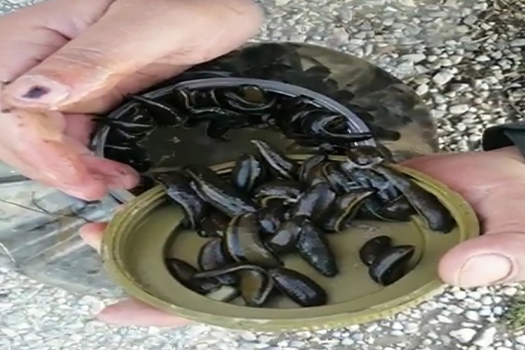 Kaçak sülük avına ceza yağmuru