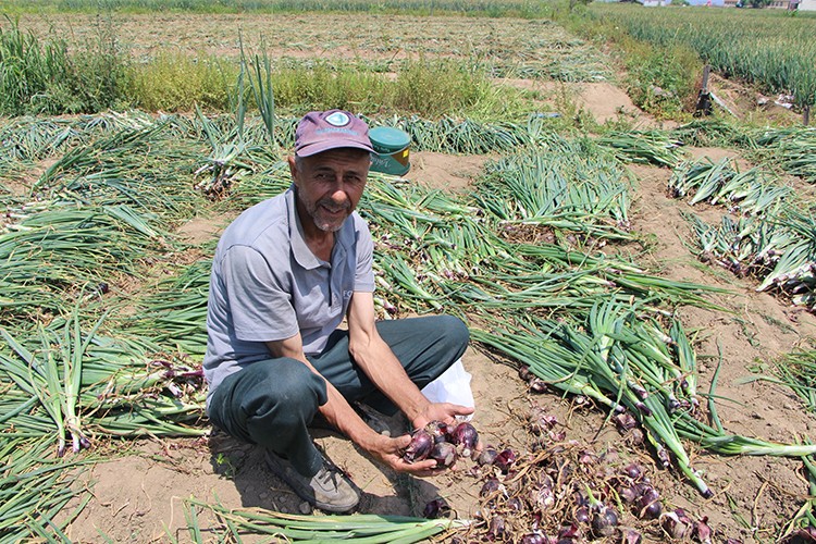 2 bin ton balık soğanı