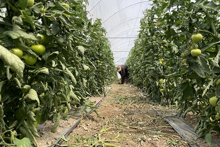 Sıcaklığı 45 dereceyi aşan seralarda ter döküyorlar